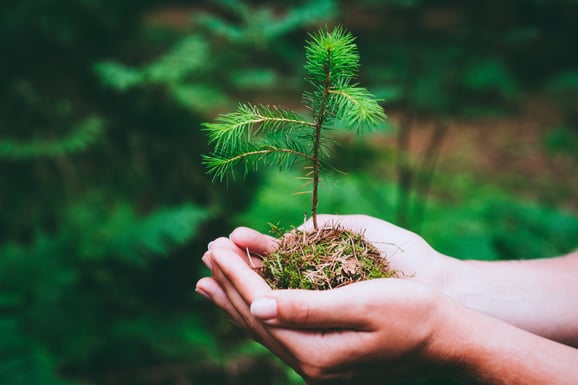 female-hand-holding-sprout-wilde-pine-tree-in-nature-green-forest-earth-day-save-envir-SBI-331299605 (1)
