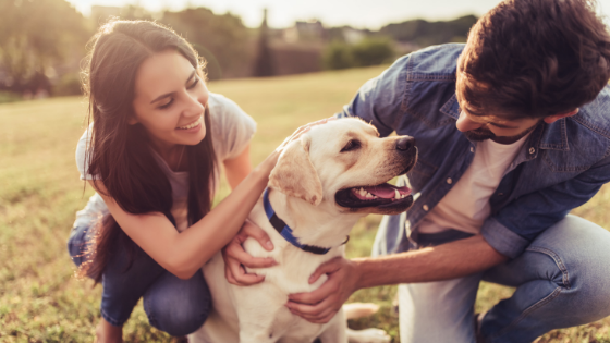 pet safety